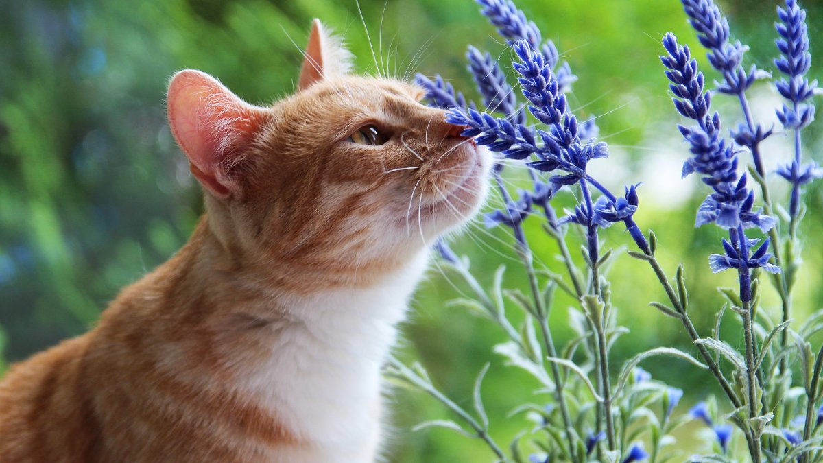 Весенний котик