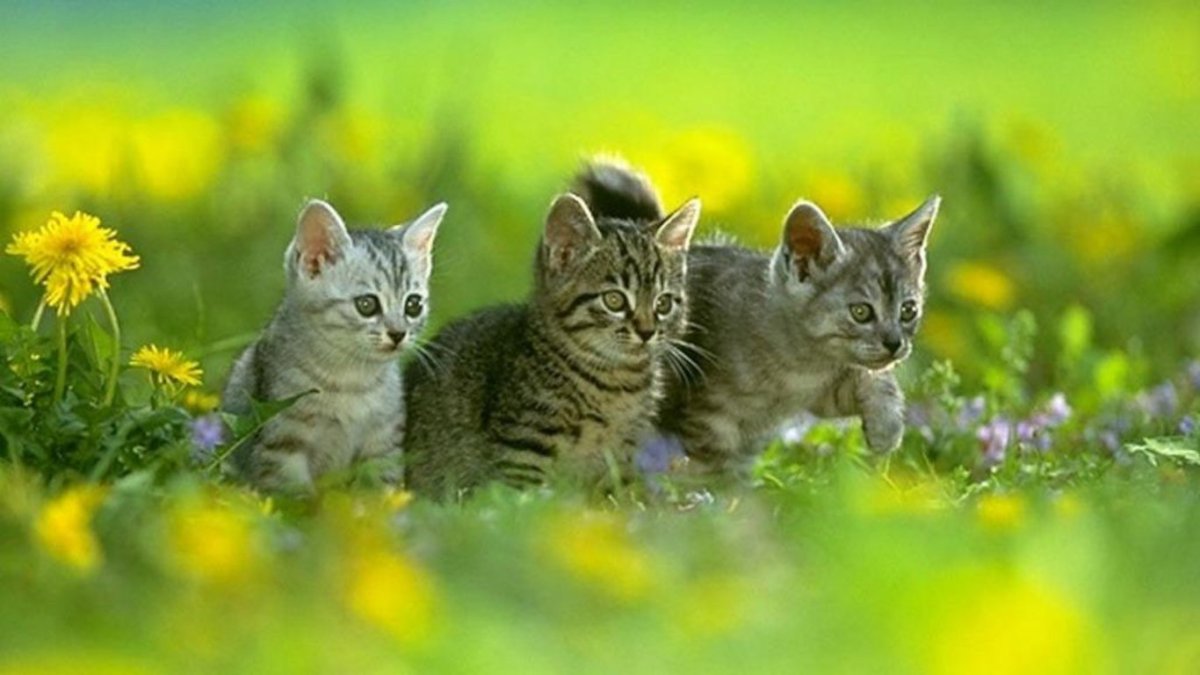 Котики на Поляне в цветах