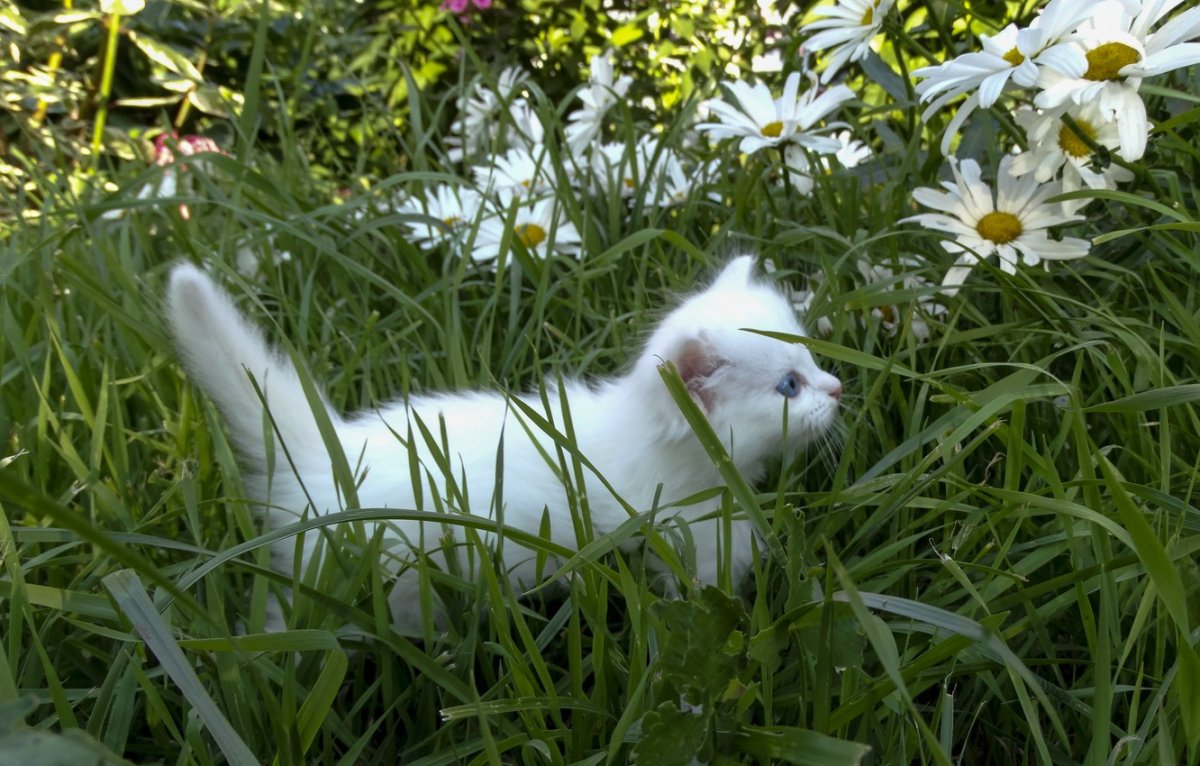 Котик белый в траве