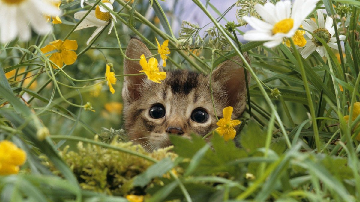 Милые животные на природе
