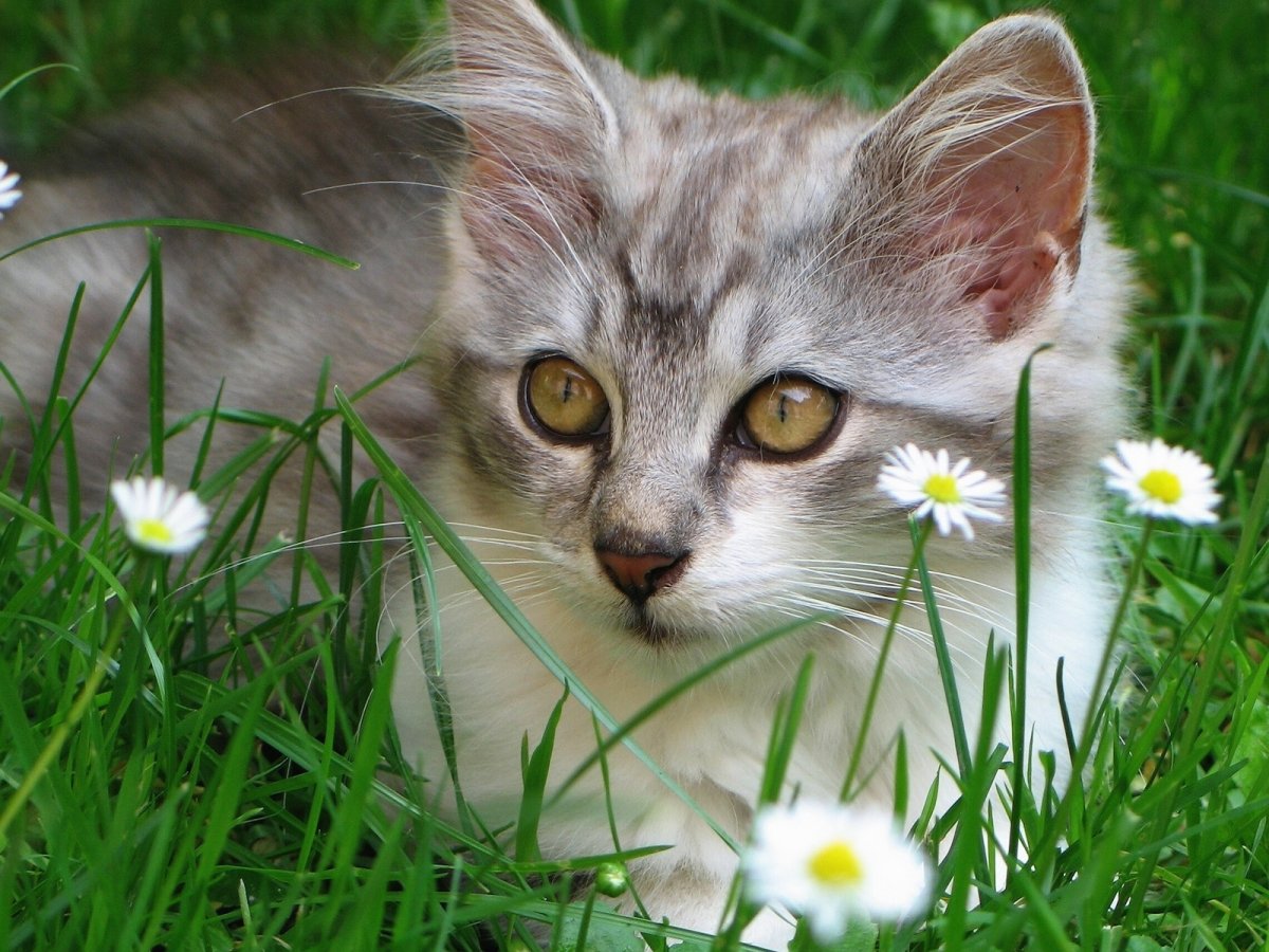 Кот в ромашках