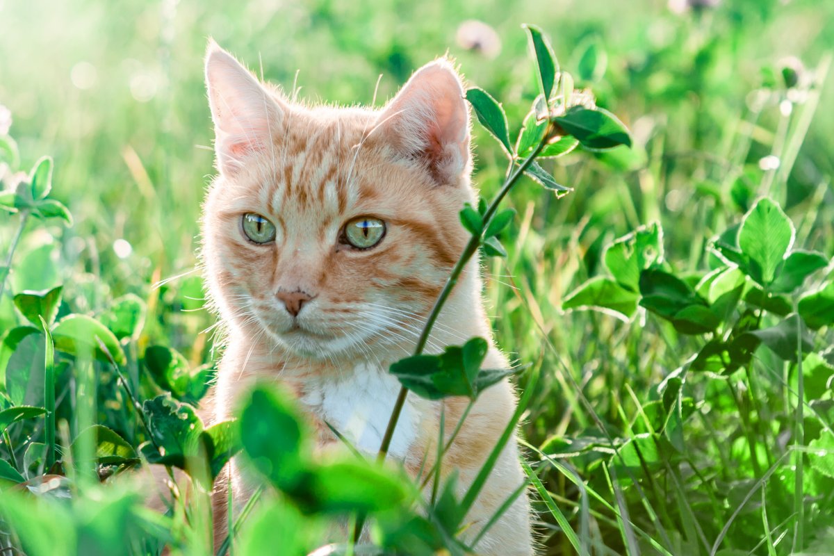 Красивые котята на природе