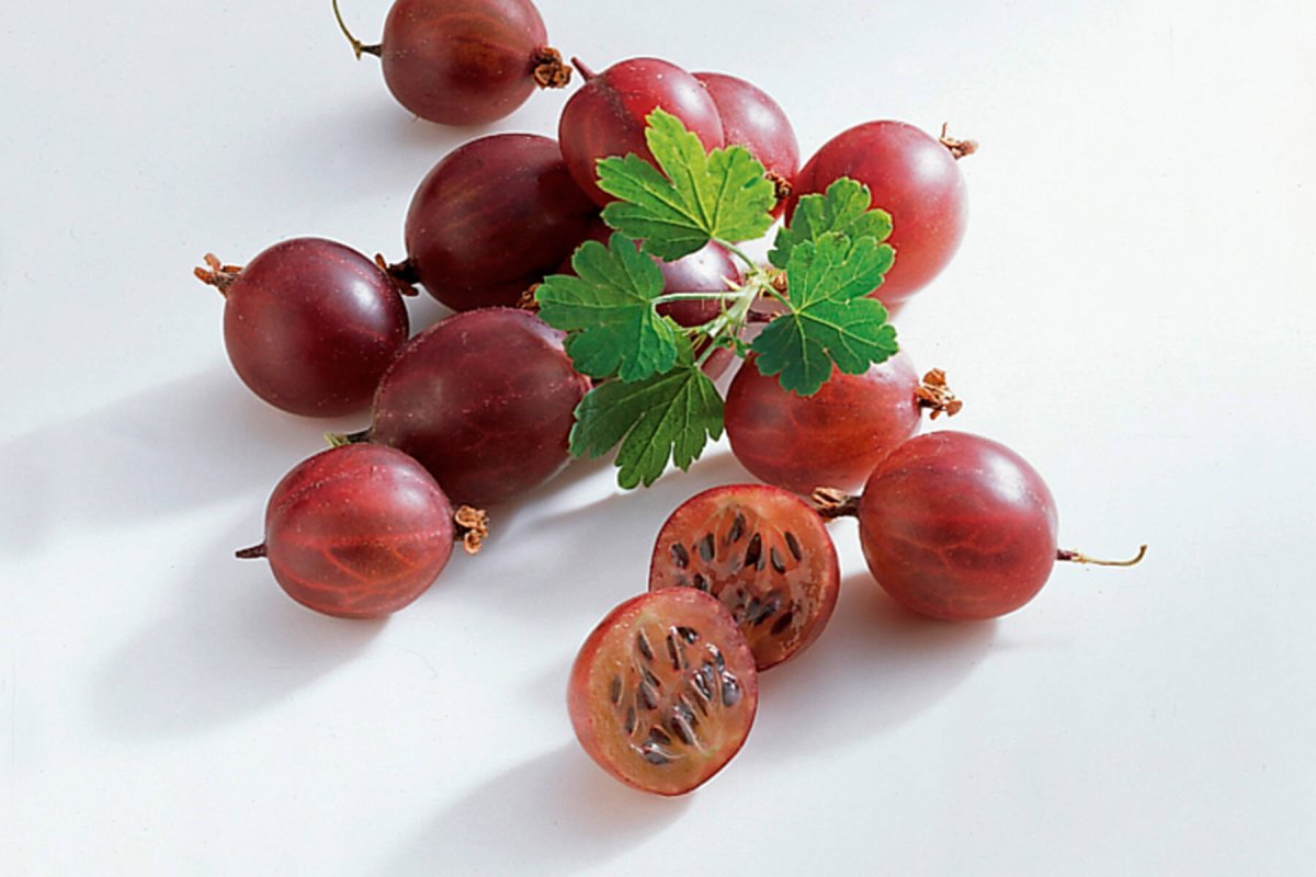 Плод крыжовника