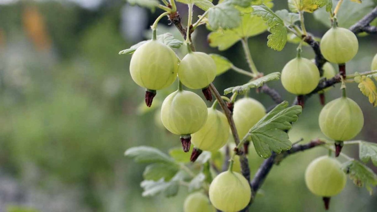 Куст крыжовника Эстетика