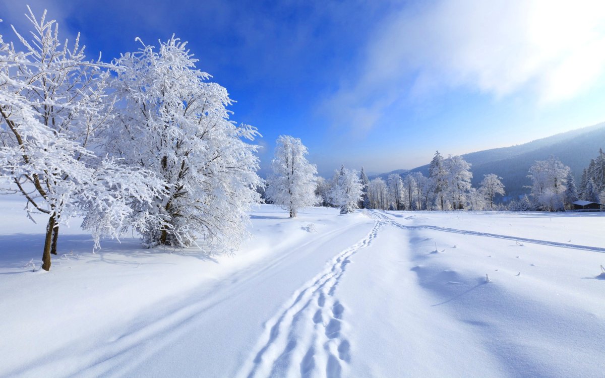 Winter Tree
