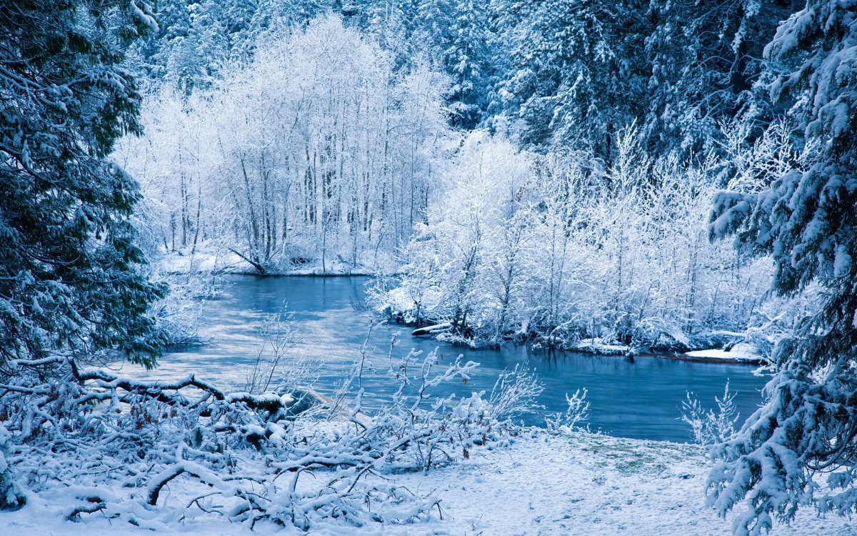 Зимний лес