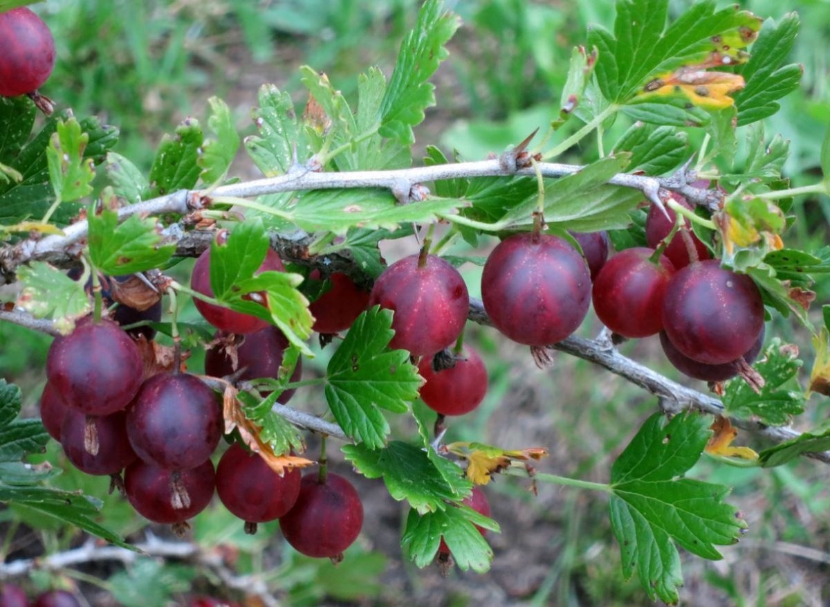 Крыжовник финик
