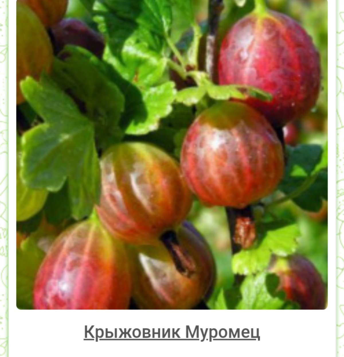 Агрус крыжовник