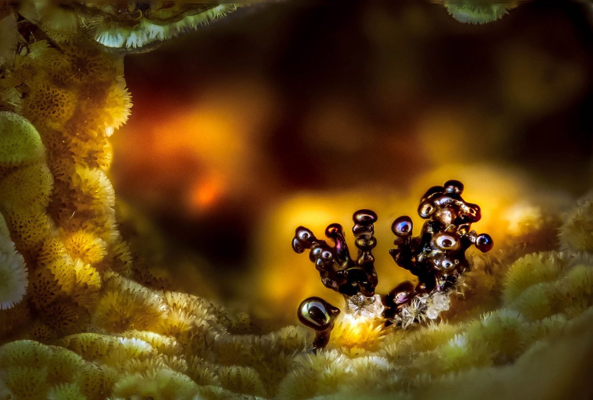 Микрофотографии Nikon small World 2017