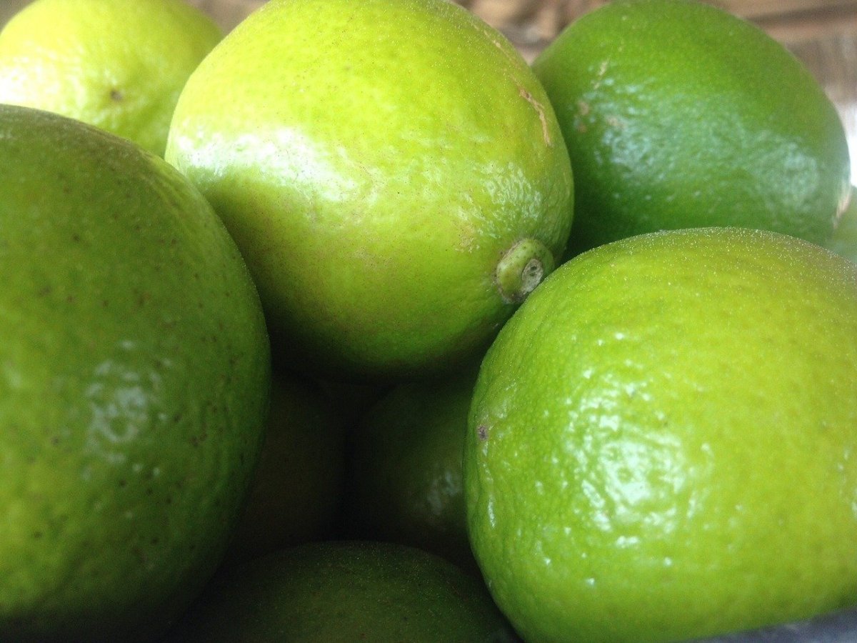 Lemon Lemon Verde растение