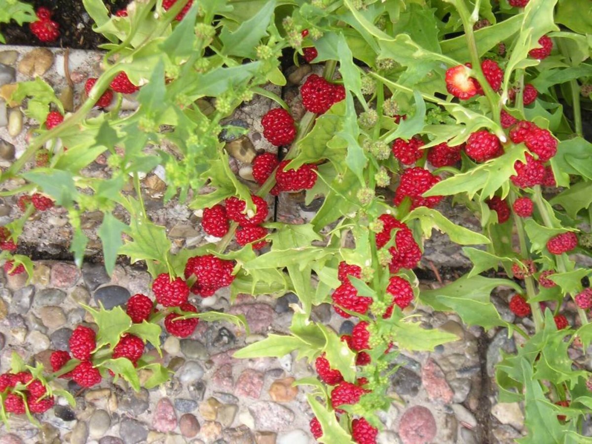 Шпинат Земляничный Chenopodium foliosum