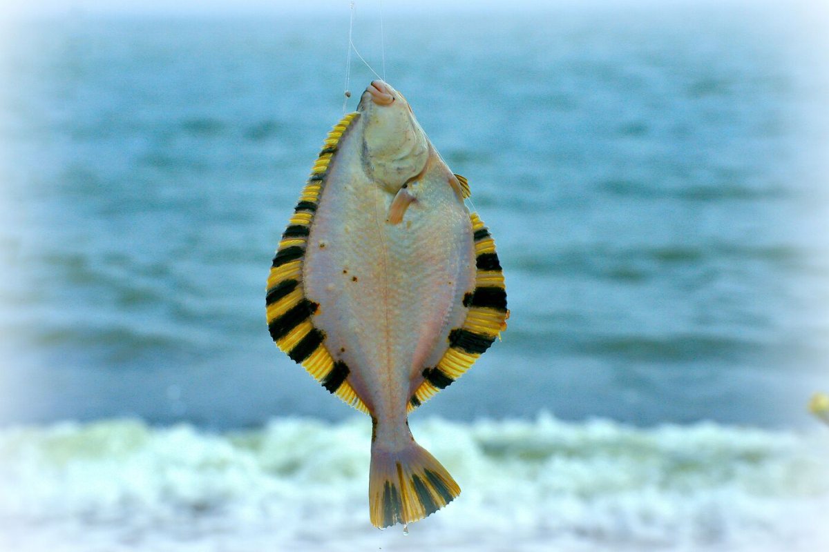 Морская камбала