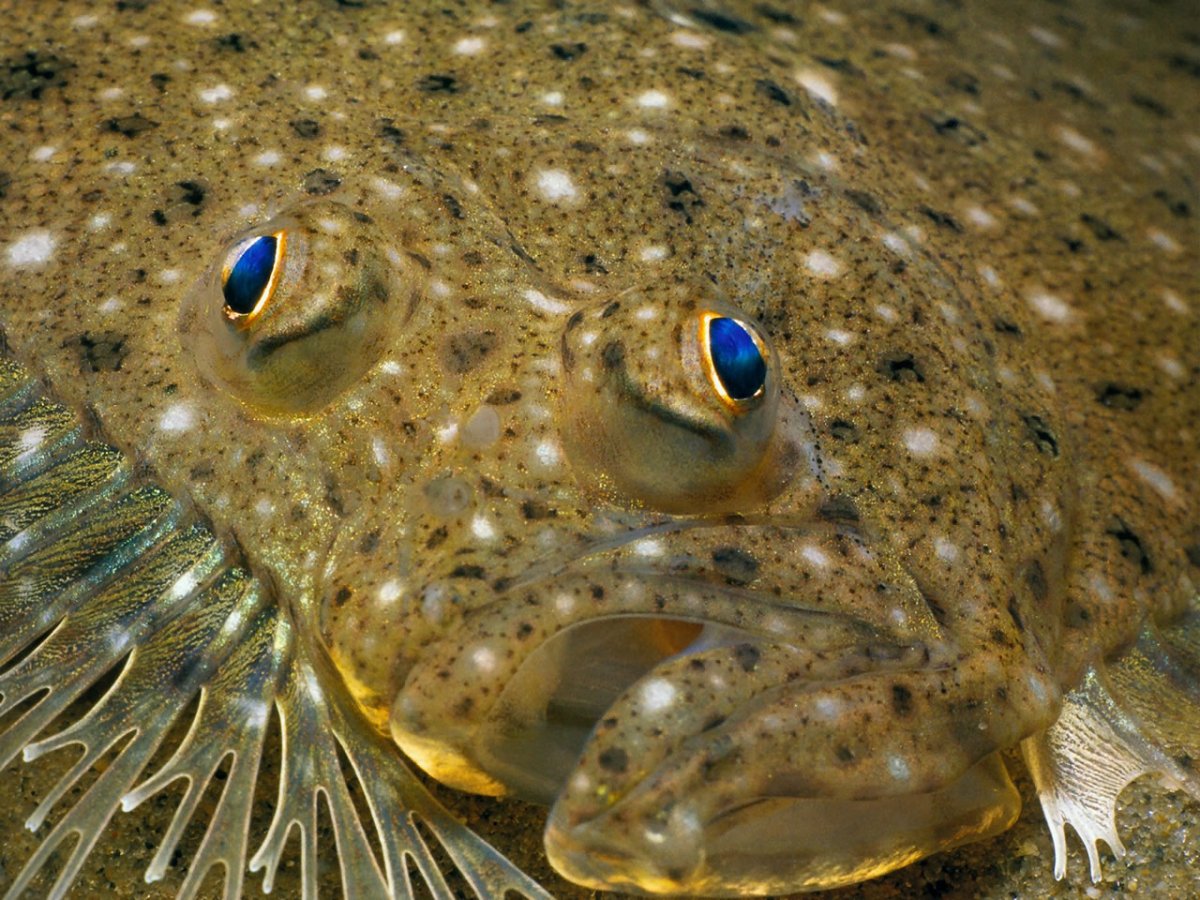 Flounder рыба