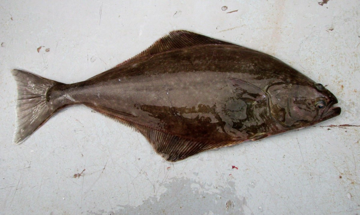 Палтус белокорый Hippoglossus stenolepis