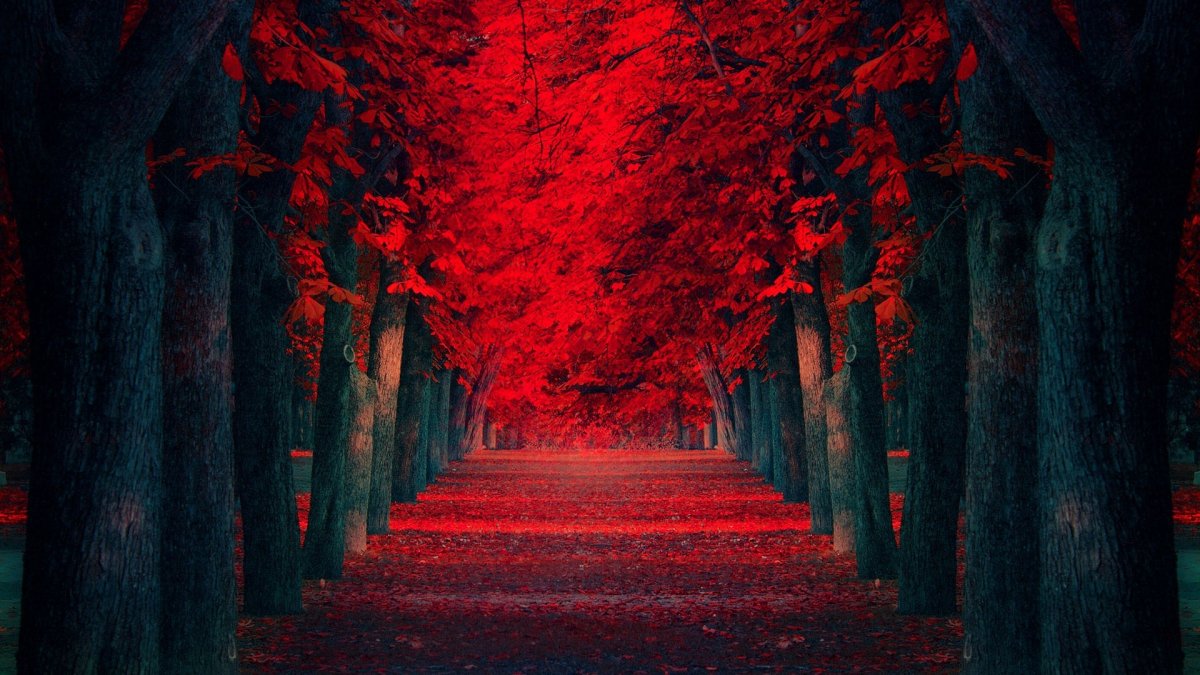Красное дерево