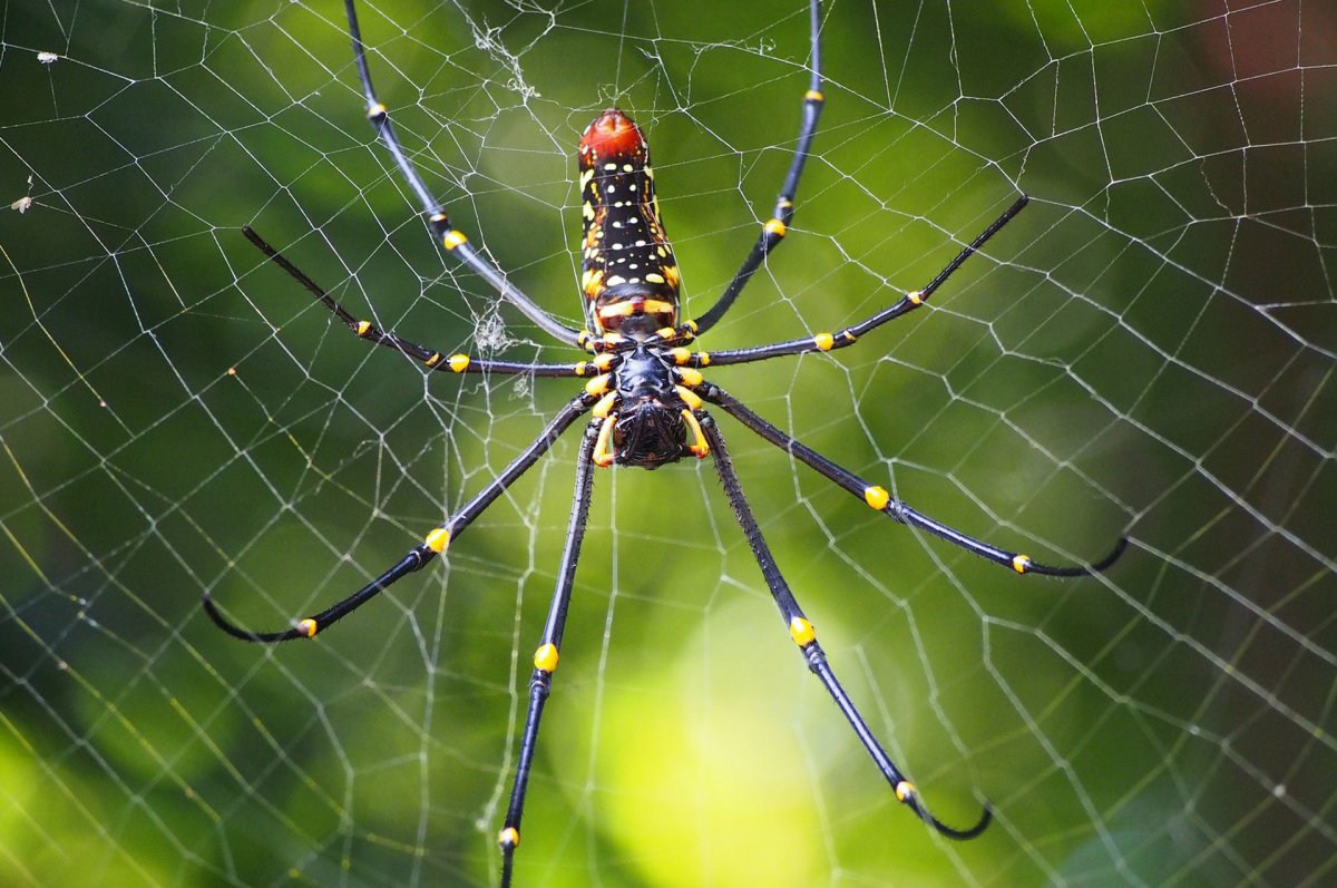 Nephila паутина