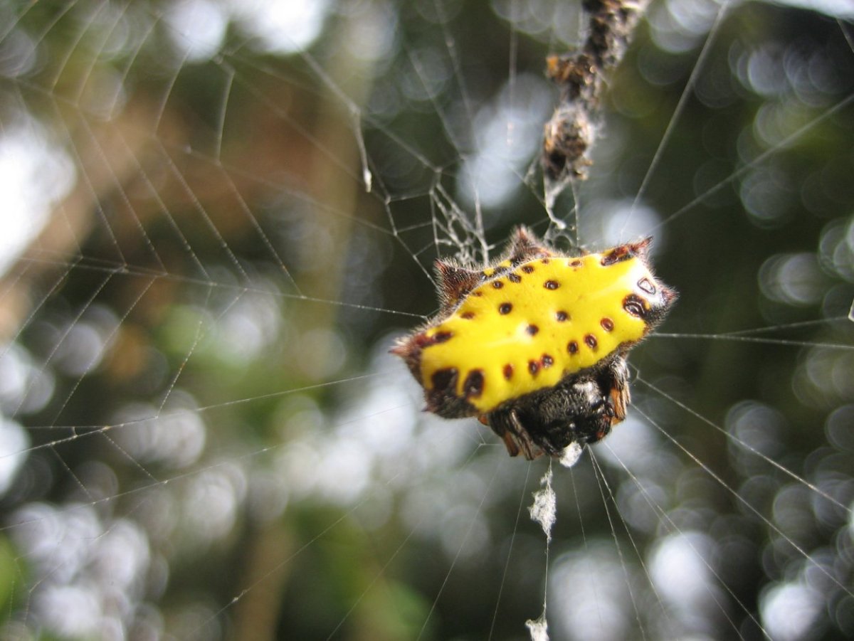 Паук-Ткач с колючими сферами (Gasteracantha cancriformis)