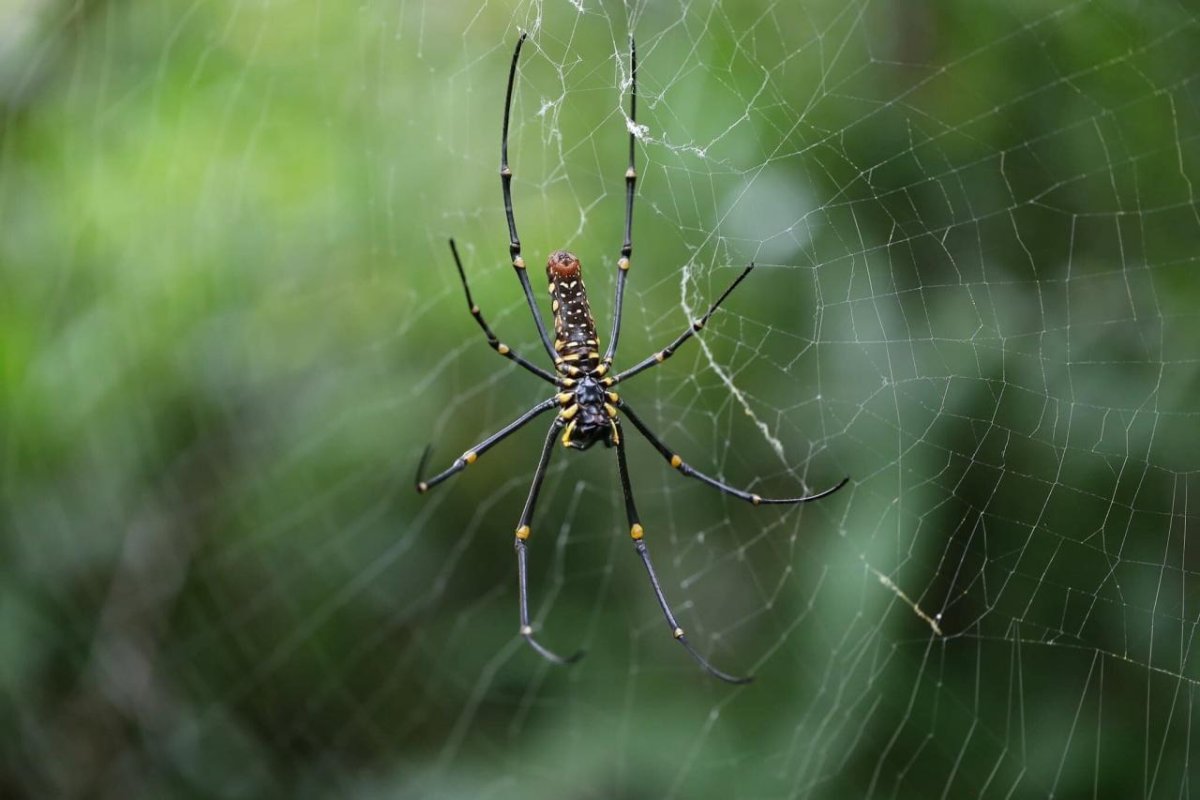 Паук Nephila pilipes