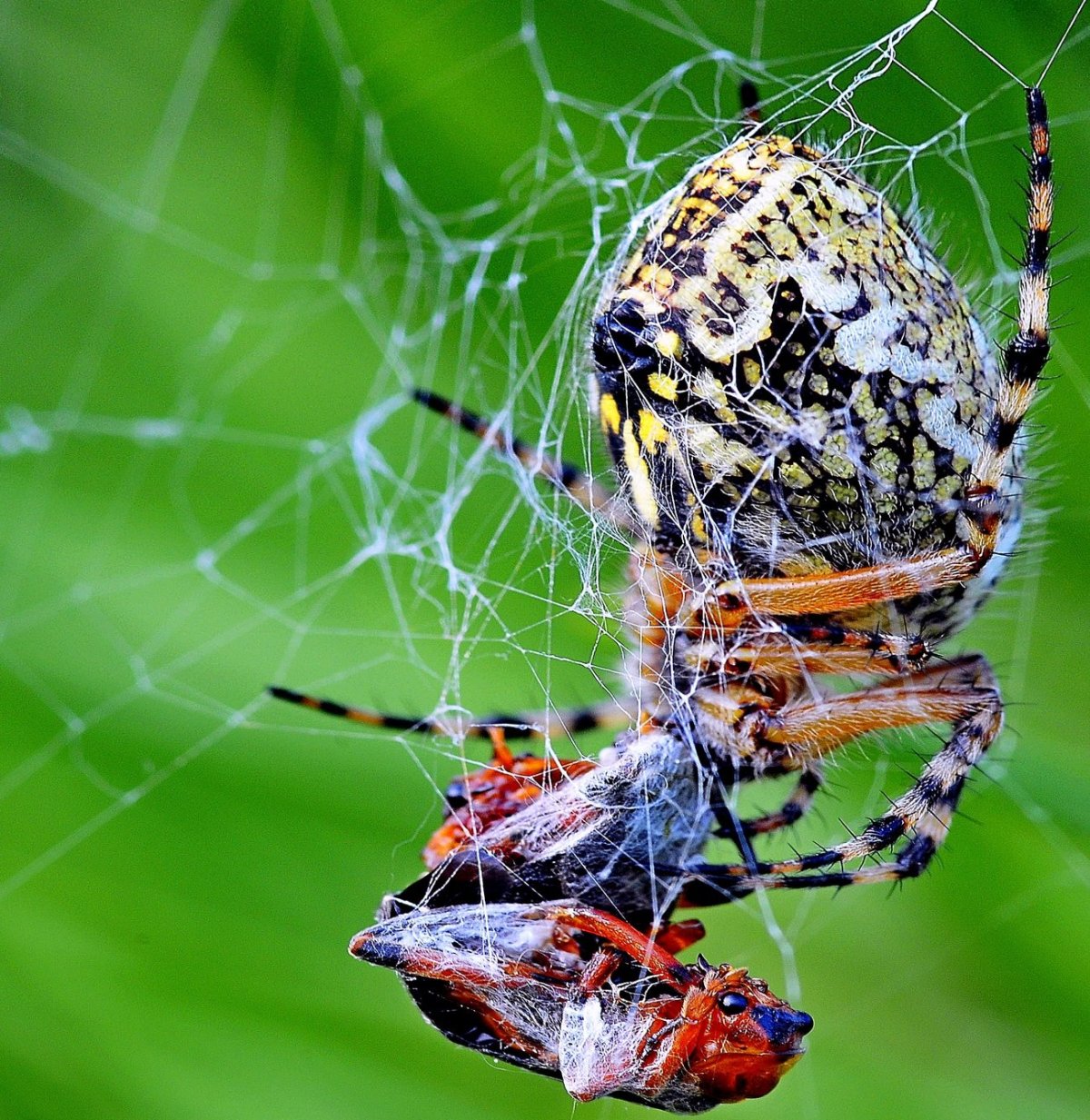 Пауки-кругопряды – Araneidae