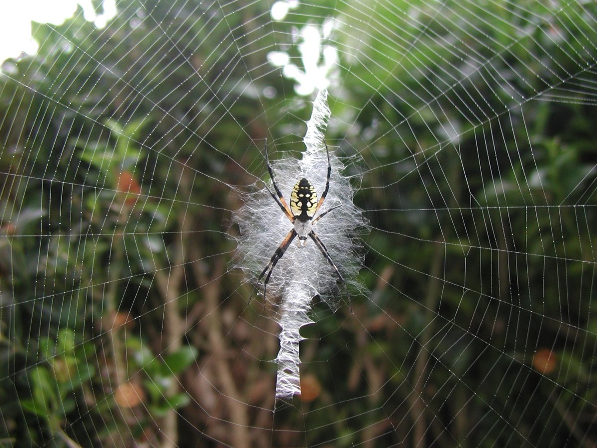 Nephila maculata
