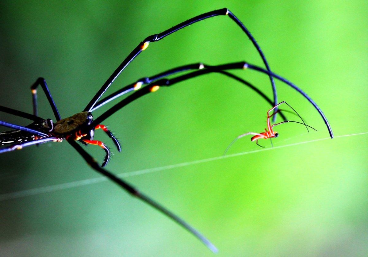 Паук Nephila pilipes