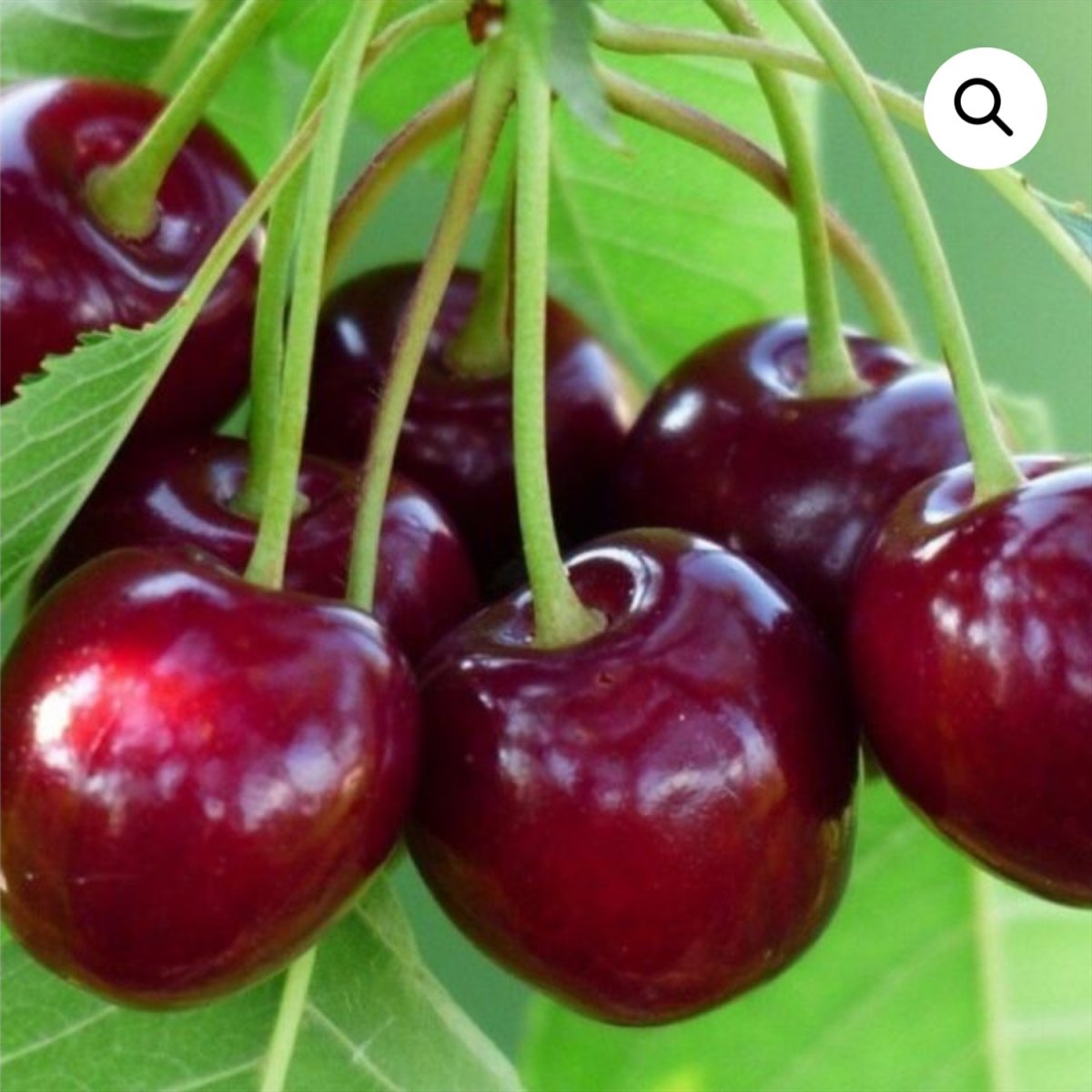 Черешня Гронковая
