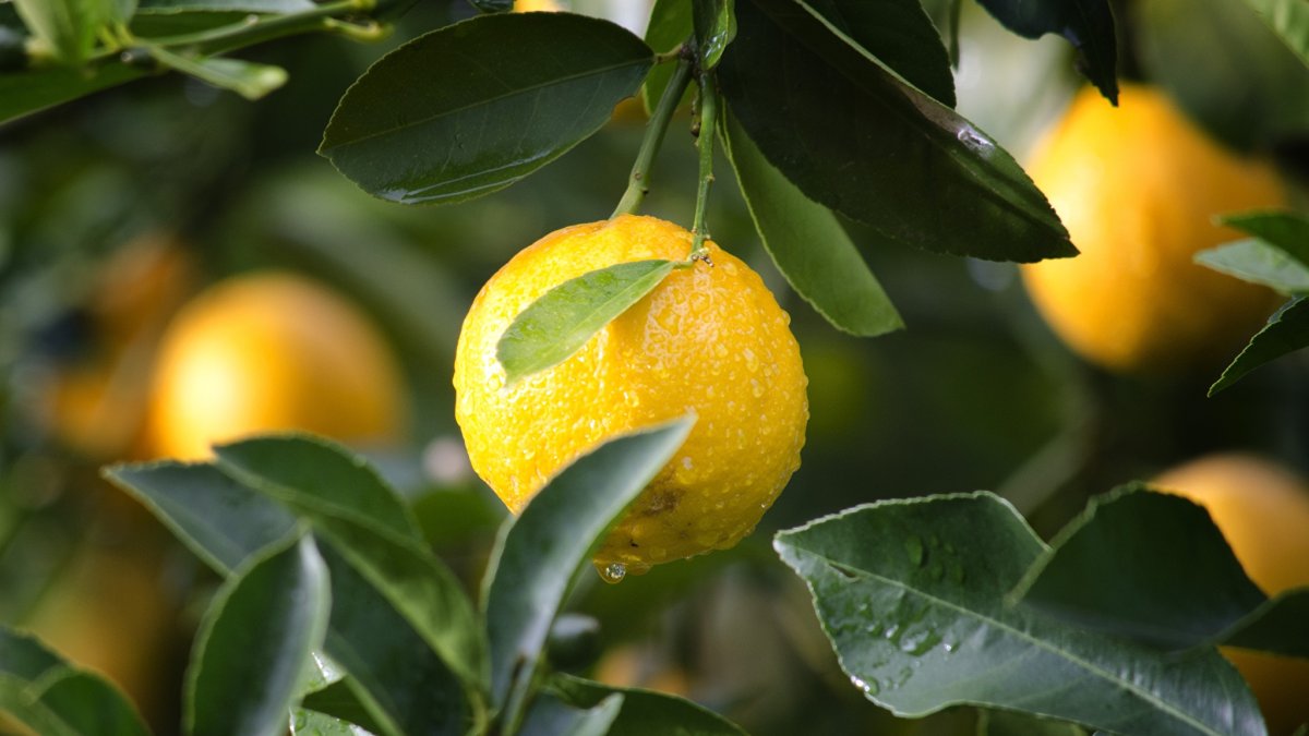 Lemon Citrus Limon Италия