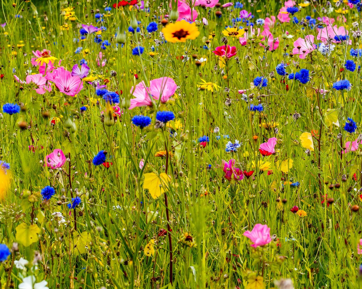 Garden Wildflowers