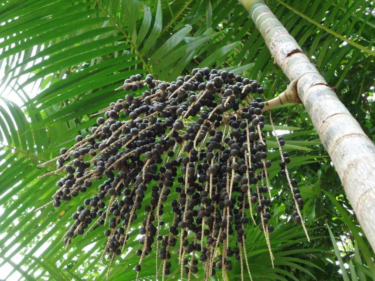 Пальма асаи (Euterpe oleracea)