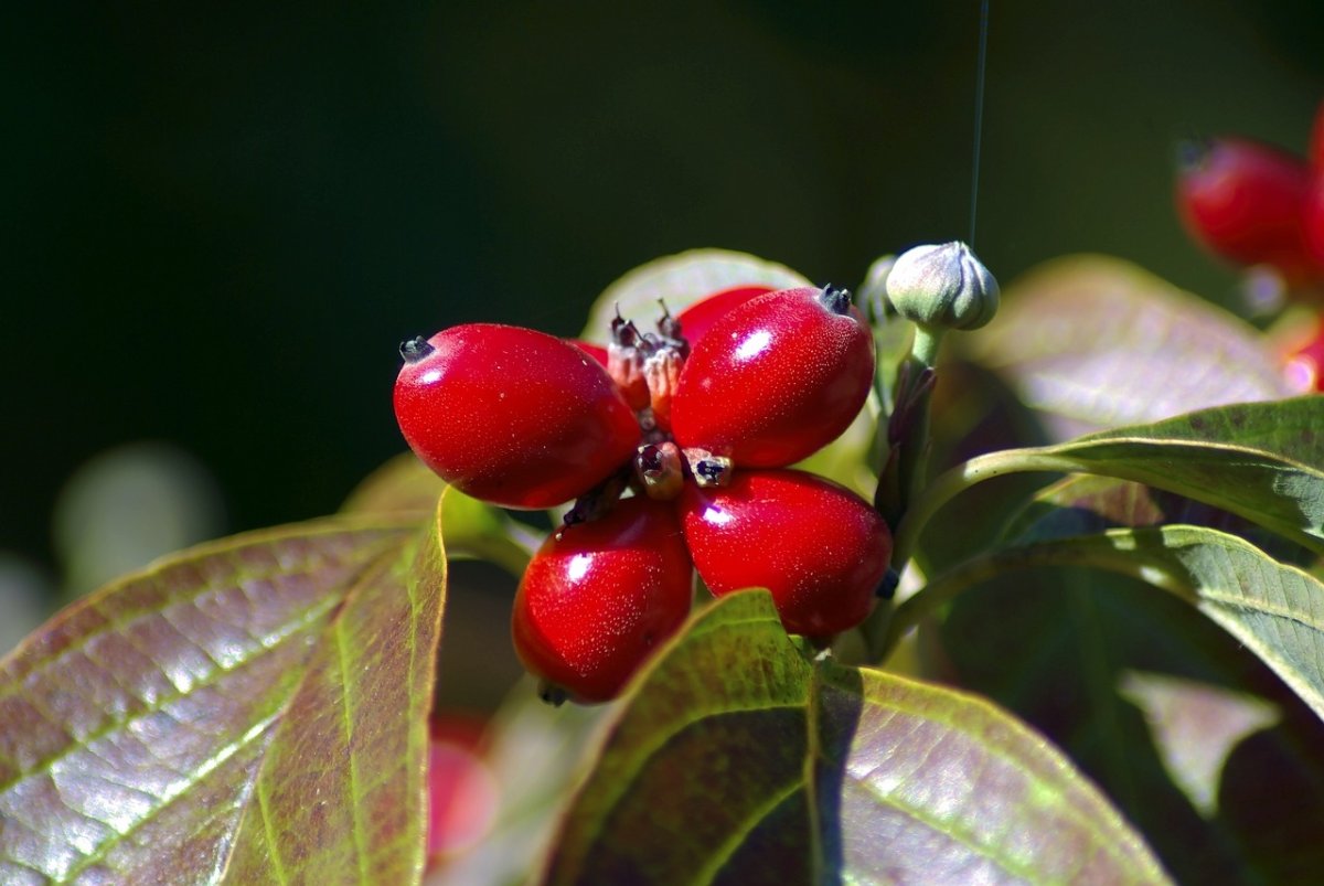 Кизил обыкновенный (Cornus mas)