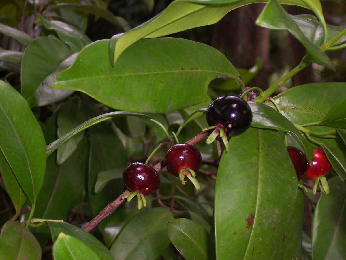 Eugenia Brasiliensis, грумичама