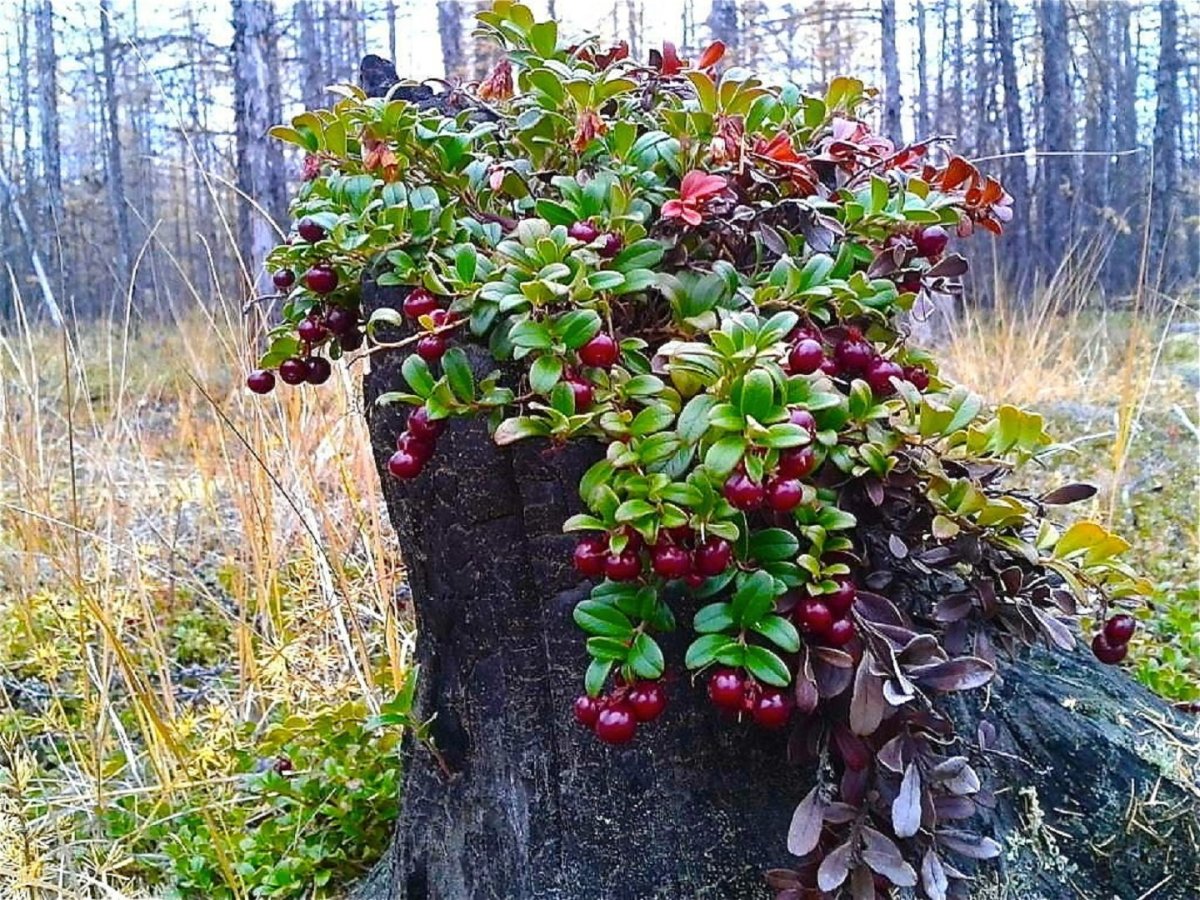 Брусника куст с ягодами