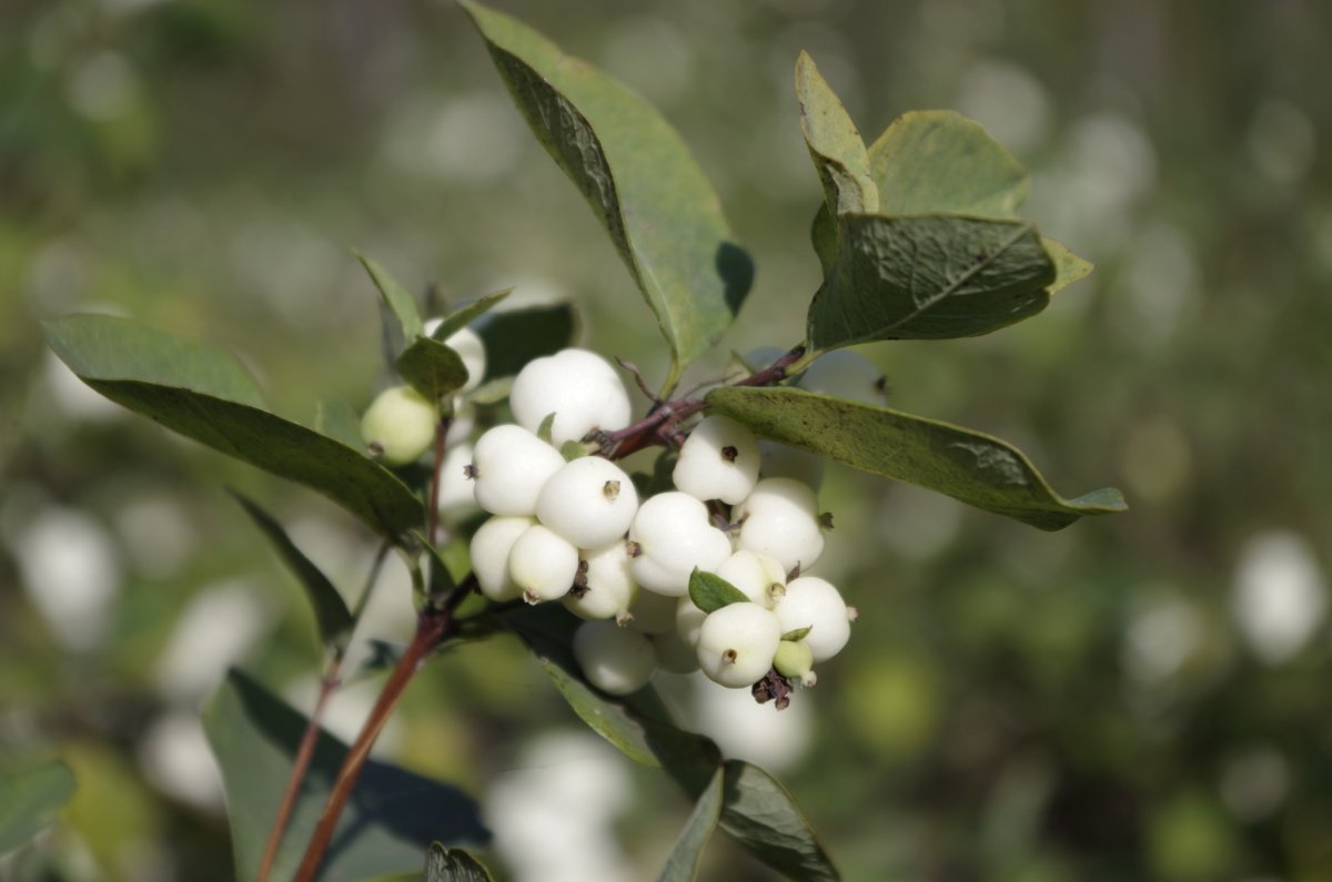Снежноягодник белый (Symphoricarpos Albus) куст