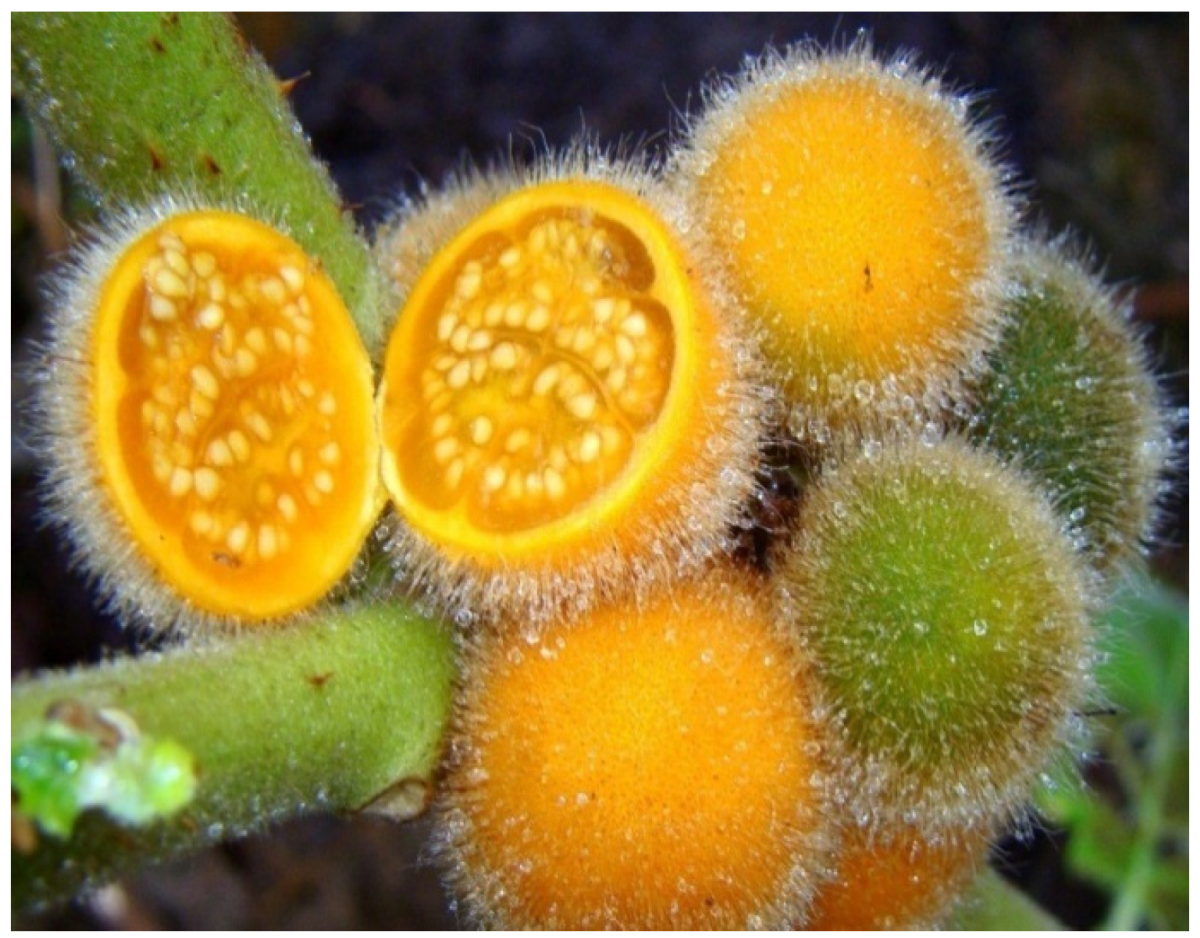 Solanum pseudolulo