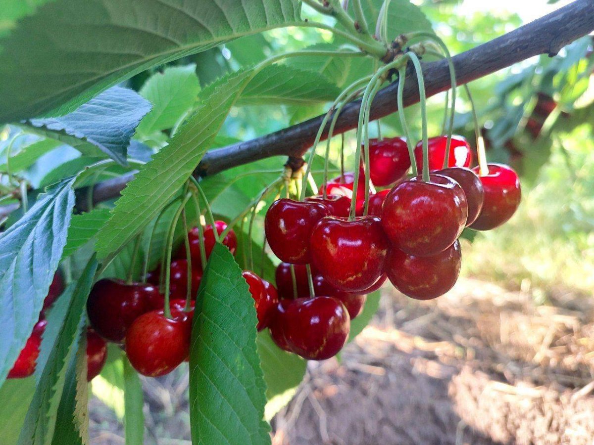 Самая поздняя черешня