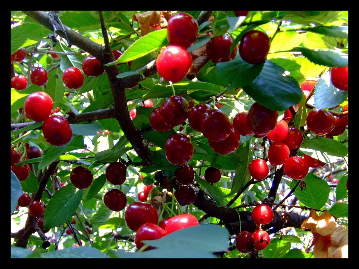 Вишня Птичья Prunus avium