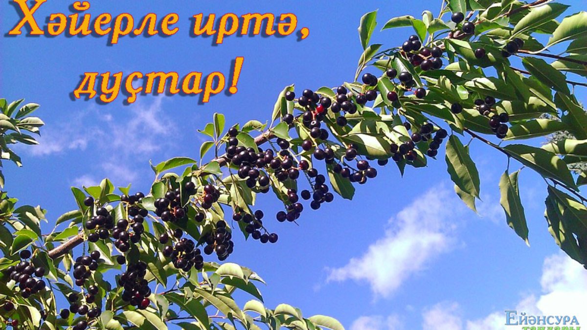 Черемуха обыкновенная поздняя радость
