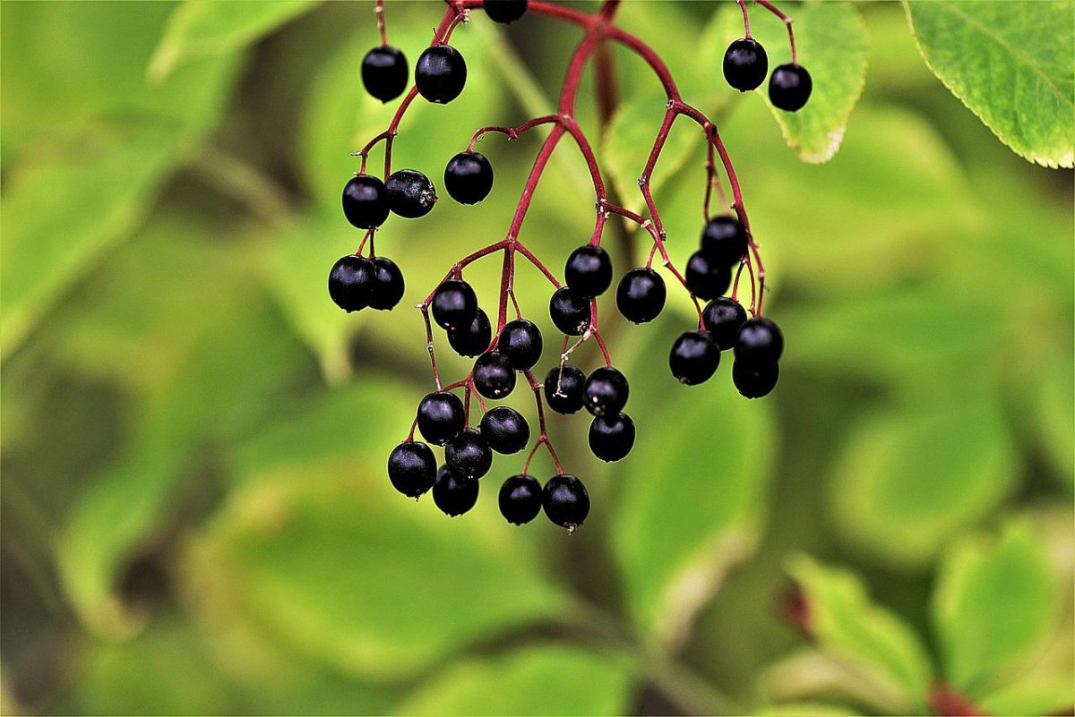 Black Elderberry ягода