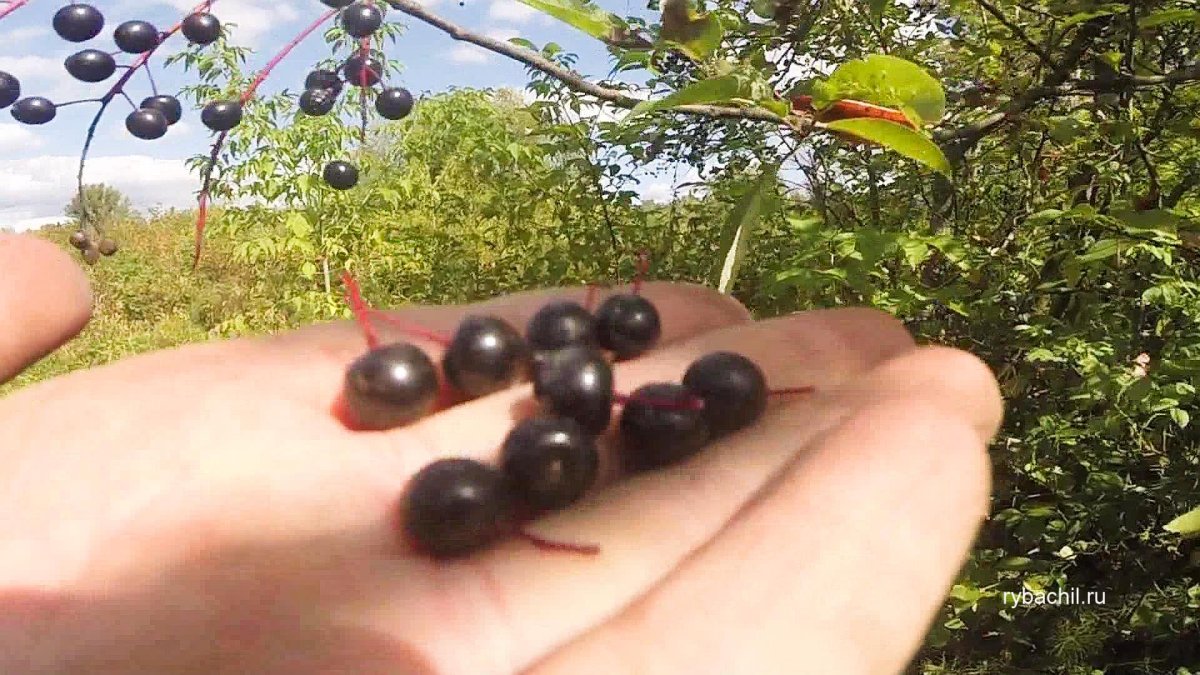 Черёмуха обыкновенная ягоды
