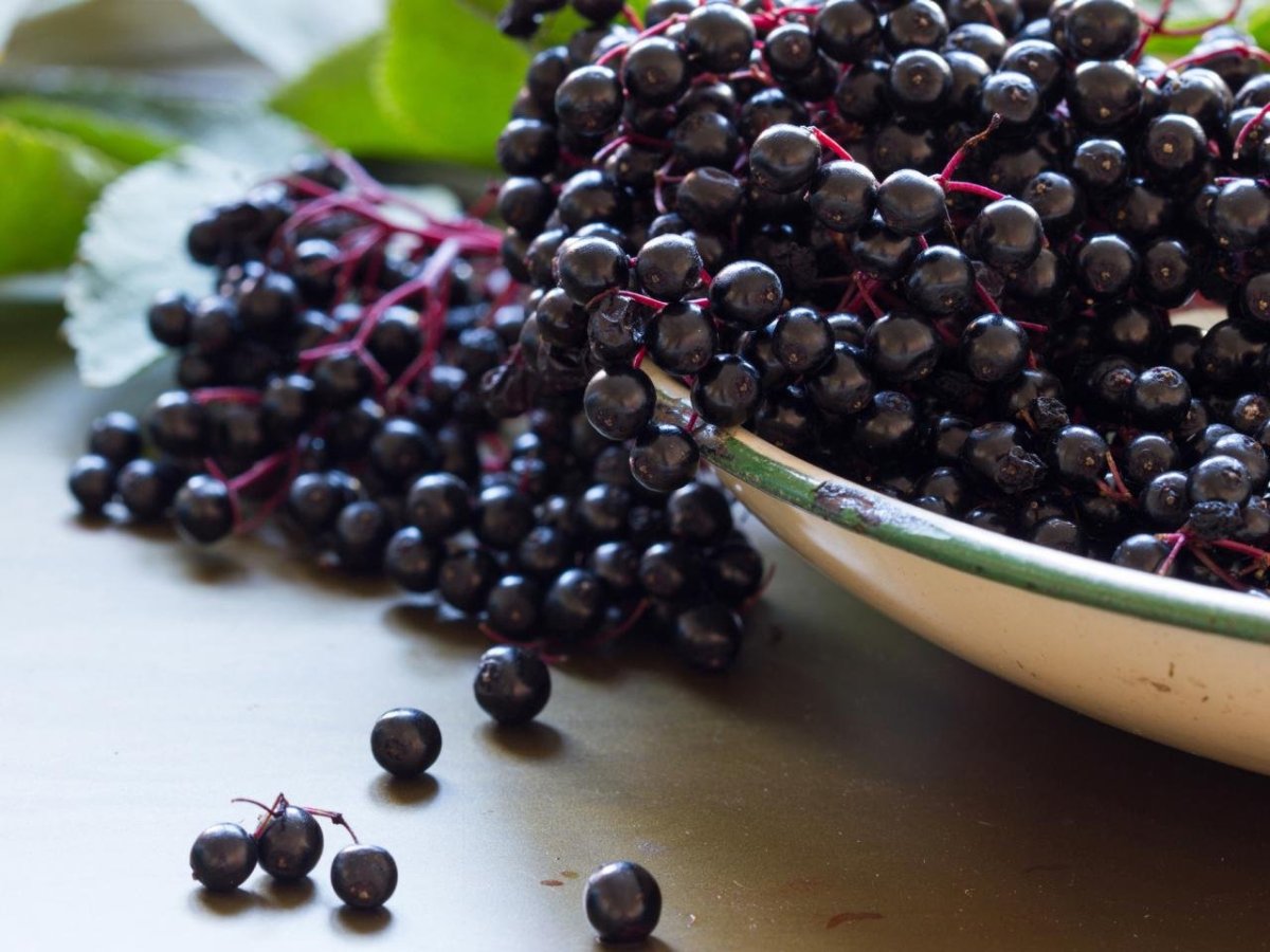 Elderberry Бузина