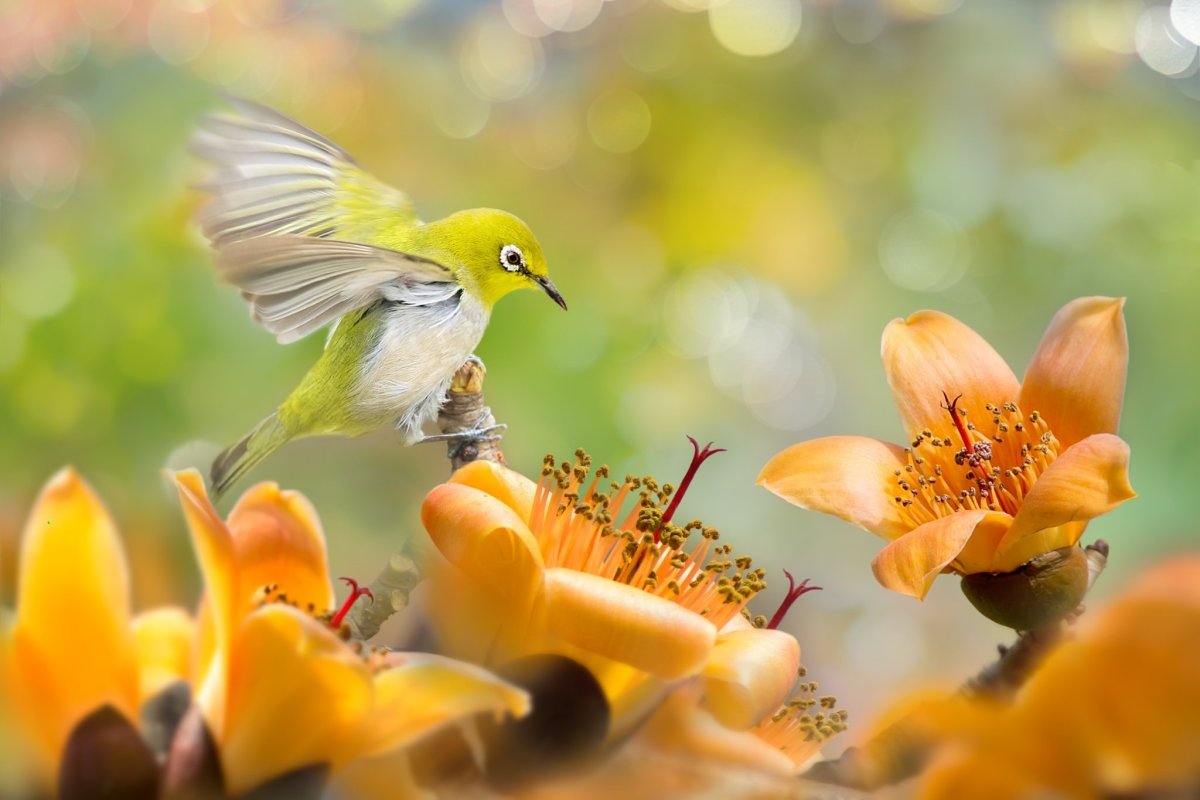 Природа птицы