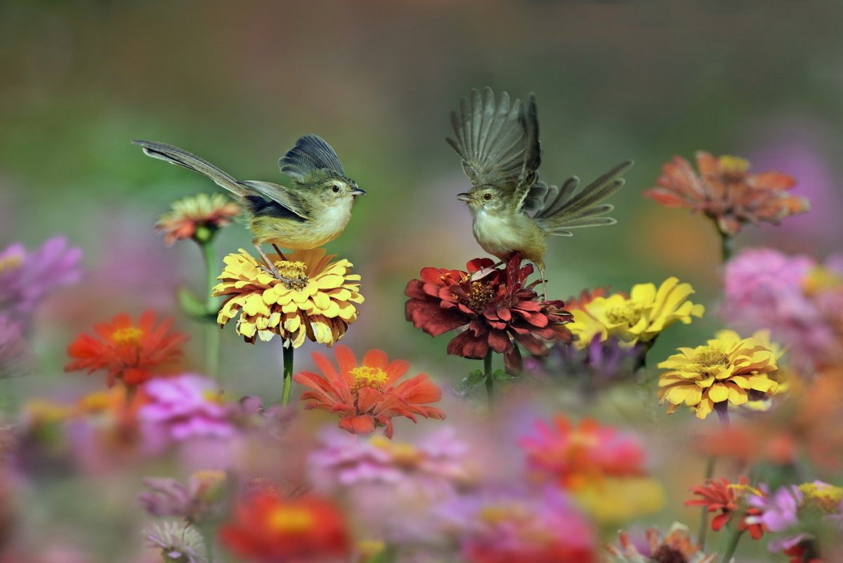 Природа птицы
