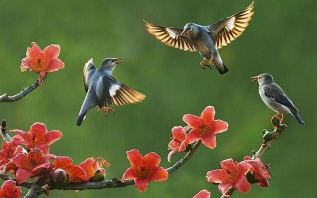 Природа птицы