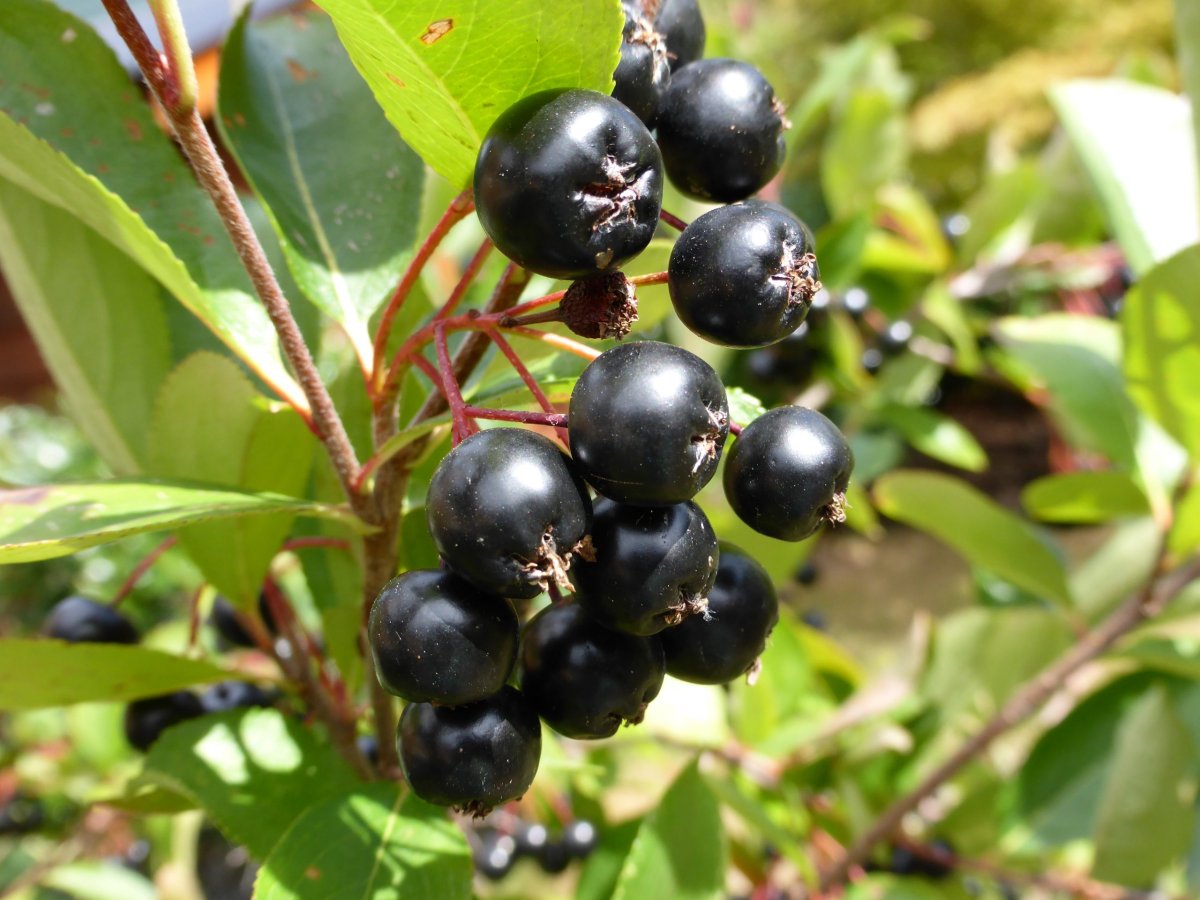 Aronia chokeberry