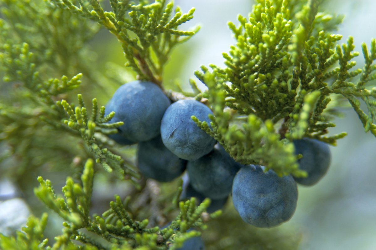 Juniper Berry можжевельник