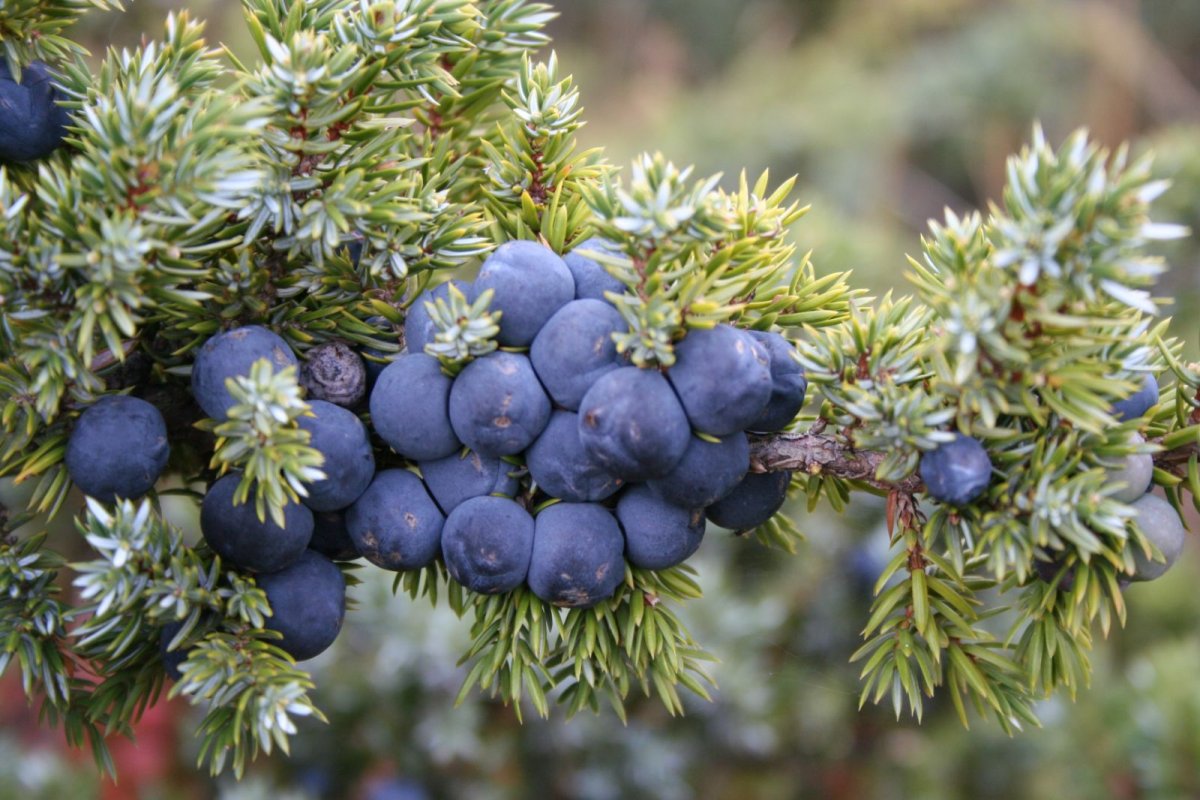 Juniperus squamata (односемянный можжевельник)