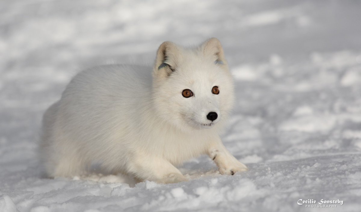 Arctic Fox английский песец