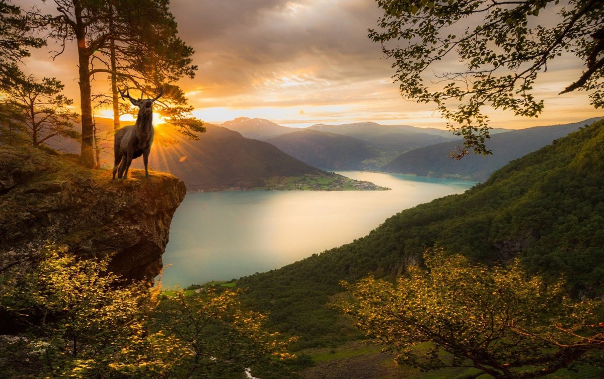 Дикая природа пейзаж