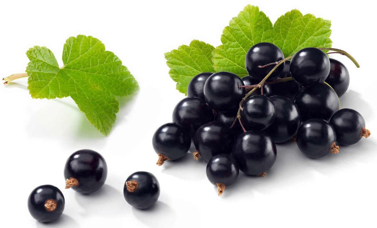 Black Currant черная смородина