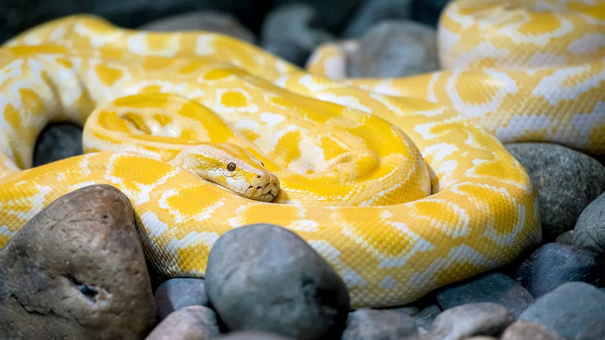 Albino Burmese Python - Python molurus bivittatus